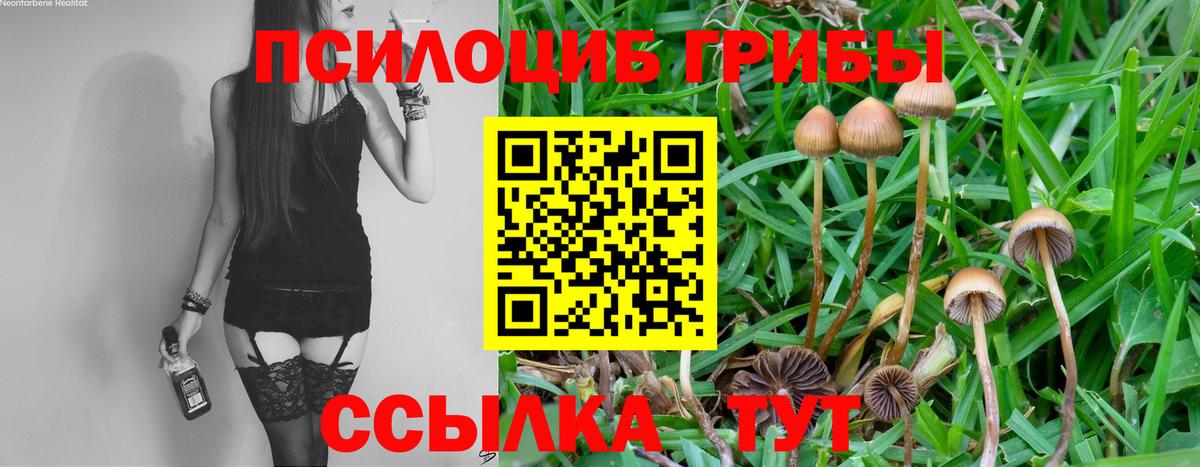 Коломна  Псилоцибиновые грибы Cubensis  Вход с VPN 